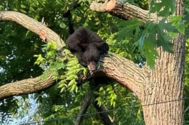 Канадская туристка отбилась от медведя бревном