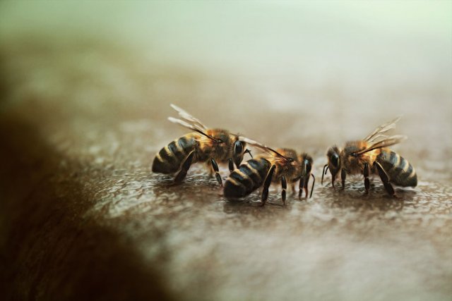 Во Французской Гвиане 65-летняя женщина погибла после нападения пчел-убийц