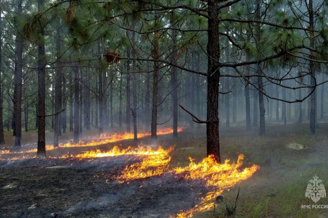 Площадь лесного пожара в Геленджике увеличилась до 118 га