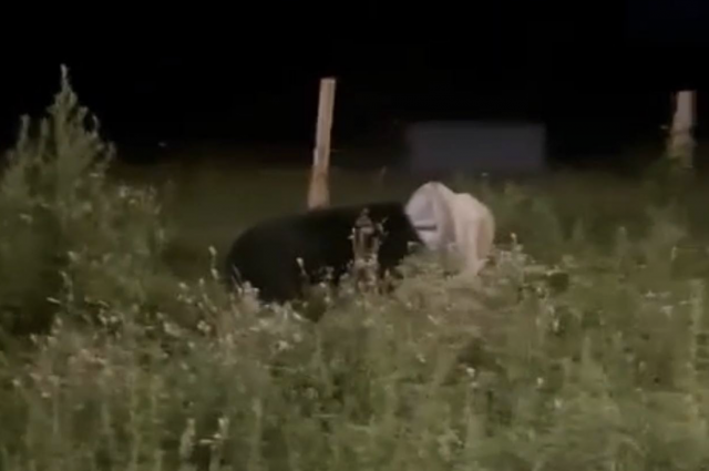 В Приморье сотрудники охотнадзора спасли медведя, надевшего бидон на голову