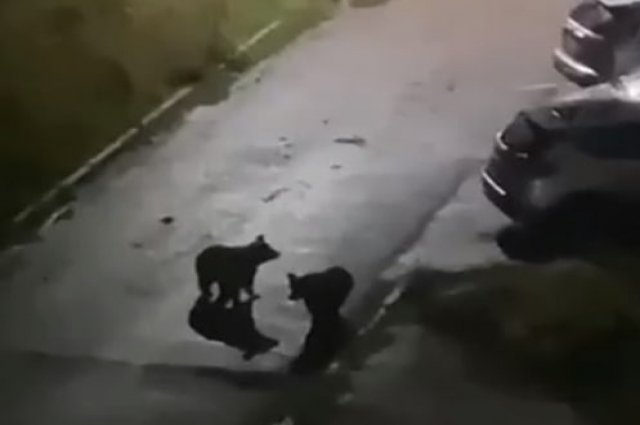Жители Уфы сняли на видео гуляющих по городу медвежат