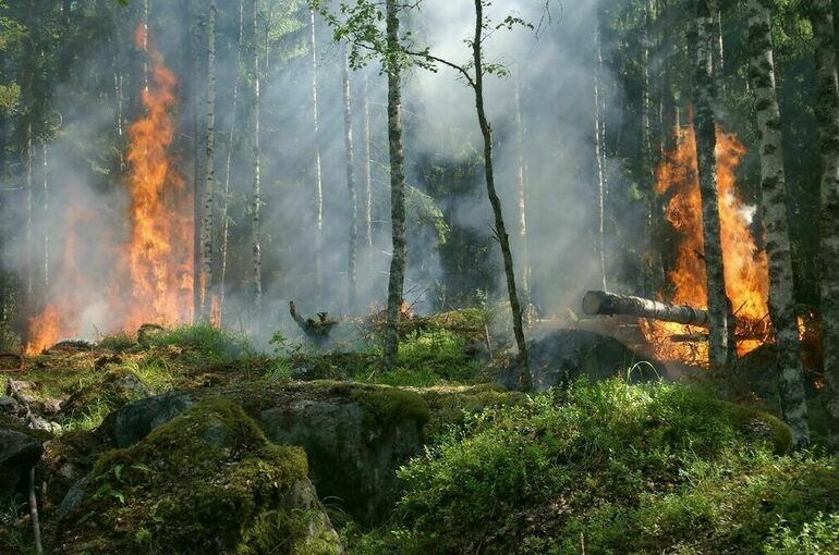 В России за сутки потушили 28 природных пожаров