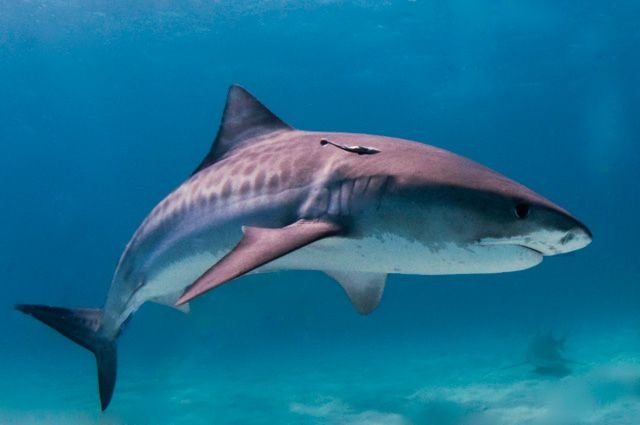 Акула напала на женщину на Галапагосских островах