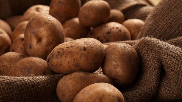 Названа причина резкого обвала цен на картофель в России