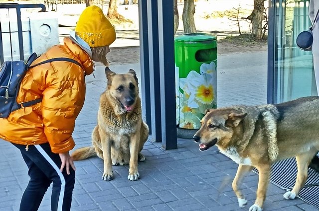 В Хабаровском крае стая бездомных собак напала на ребенка