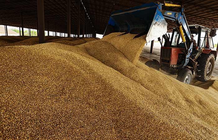 Россия с 1 декабря введет запрет на экспорт твердой пшеницы