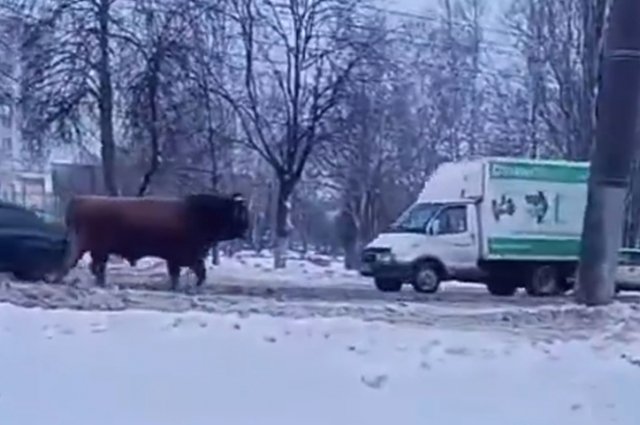Полиция поймала бегающего по улицам Орла быка