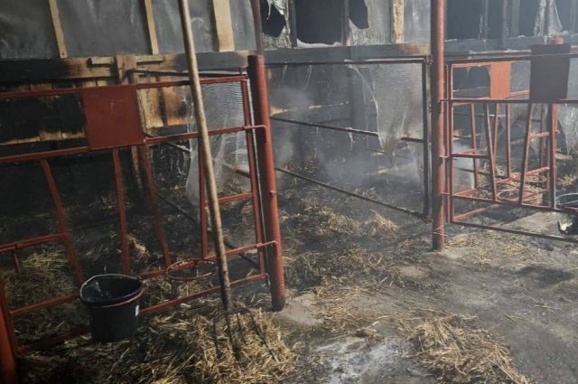 Пожар на животноводческой ферме в Татарстане привел к гибели 25 телят