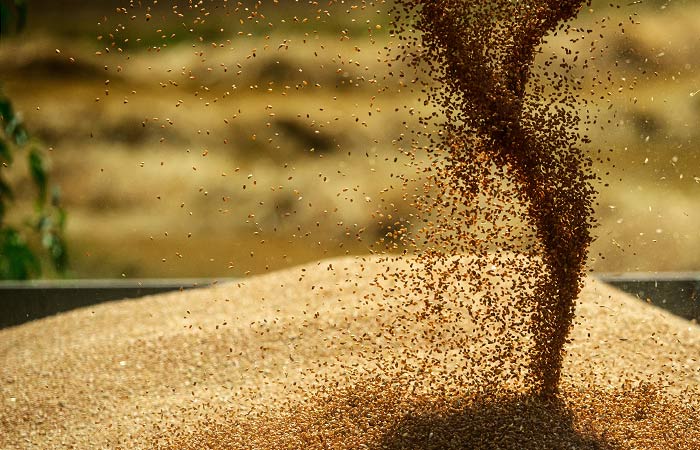 Закупки зерна в госфонд РФ в четверг составили 19 тыс. тонн