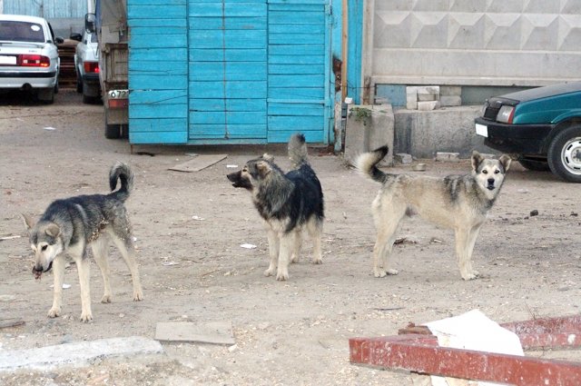 В Усть-Илимске возбудили дело после нападения собак на школьника