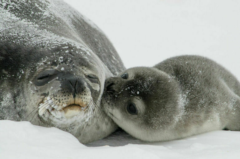 День защиты морских млекопитающих проводится во всем мире 19 февраля