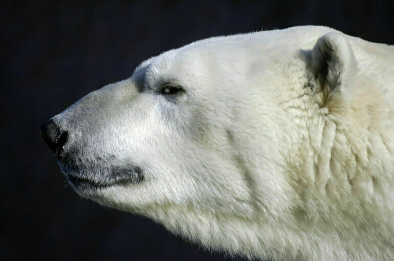 Международный день белого медведя отмечается 27 февраля