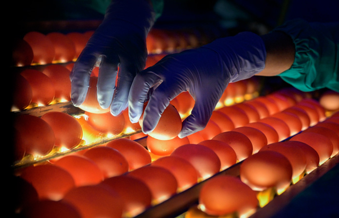 Минсельхоз заявил, что производство яиц в РФ обеспечивает потребности рынка