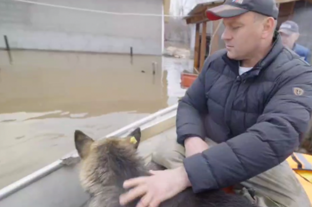 Мэр Оренбурга спас бродячую собаку с затопленной территории