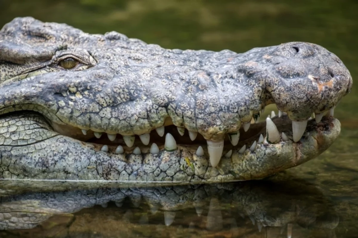 Аборигены в Австралии съели крокодила, который терроризировал их соседей