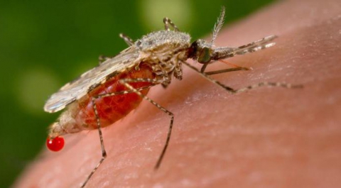 В России зафиксирован первый случай смерти от малярии
