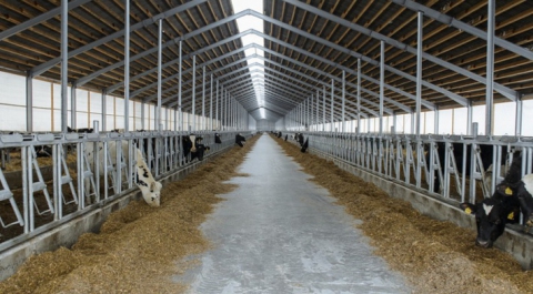 В Воронежской области открылся молочный комплекс на 2800 голов дойного стада