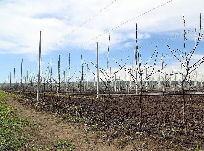 План по закладке садов в Дагестане перевыполнен более чем в 2 раза