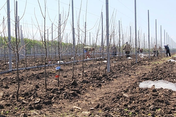 Новый яблоневый сад заложен на Ставрополье
