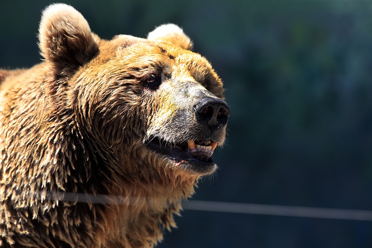 На Камчатке полицейские застрелили медведя на территории сельской больницы