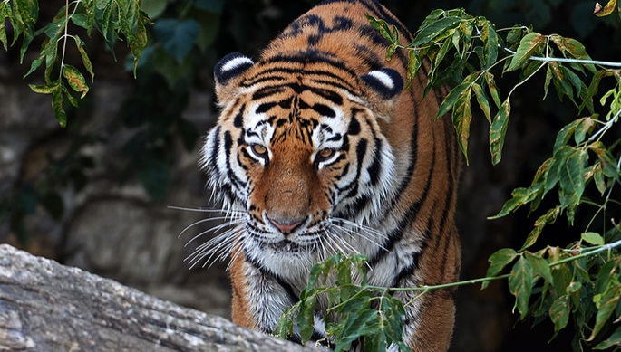 В зоопарке Калининграда амурский тигр Тайфун напал на человека