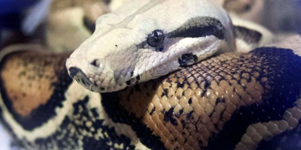 Уникальная двуглавая змея была найдена в США