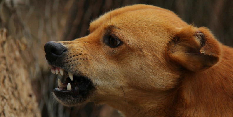Стая голодных собак насмерть загрызла 19-летнего парня в Подмосковье