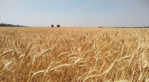 Сирия закупила у России 200 тысяч тонн пшеницы