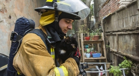 В приюте для животных «Брошенный ангел» на Кожевенной произошел пожар — спасти удалось 300 кошек и 7 собак