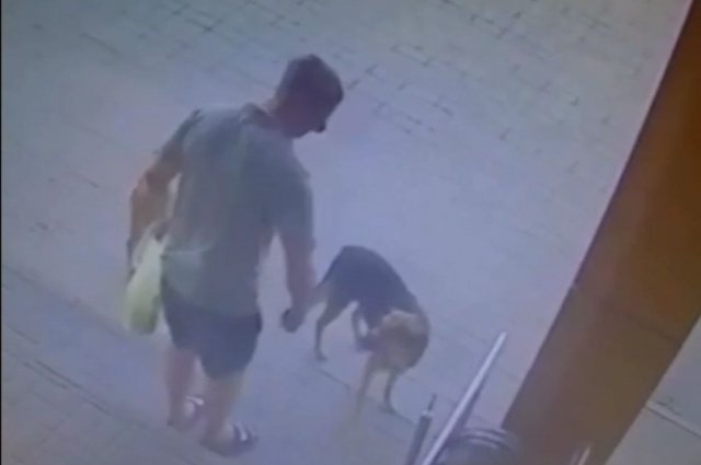 Baza: в Волгограде мужчина выстрелил в морду собаке из пистолета