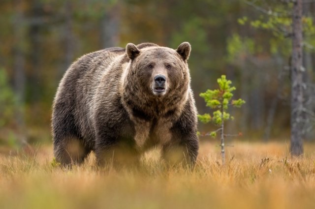 В Приморье специалисты начали поиски медведя с бидоном на голове