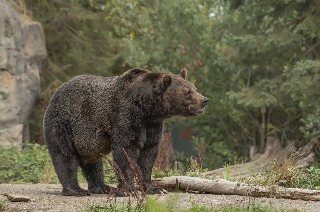 В Башкирии медведица напала на женщину