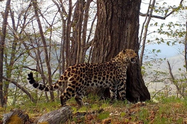 На Ставрополье леопард атаковал хозяина и сбежал из вольера