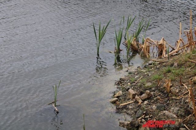 В Санкт-Петербурге утонул в пруду 7-летний мальчик