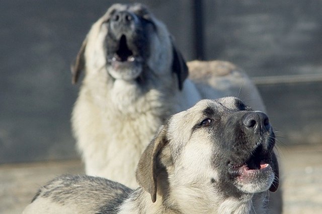 Собак, покусавших мальчика в Дагестане, собрала на пляже местная жительница