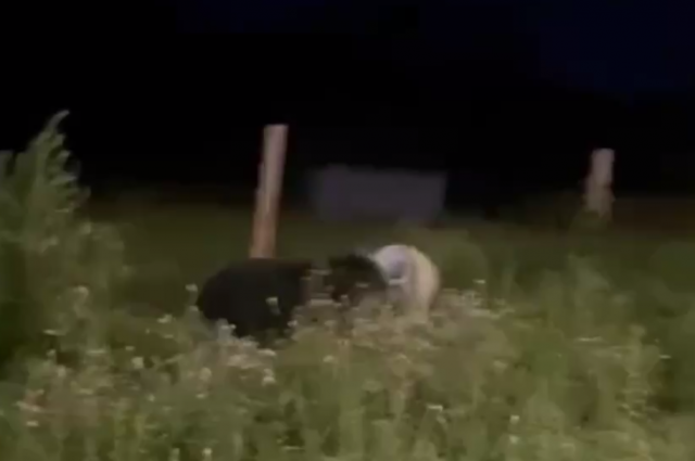Инспекторы охотнадзора в Приморье застрелили медведя с бидоном на голове