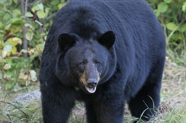 Медведь проник в Disney World во Флориде в поисках еды