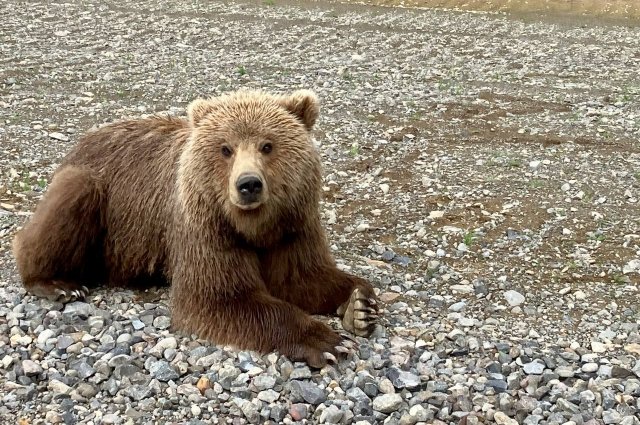 В Красноярском крае эвакуируют сборщика орехов, на которого напал медведь