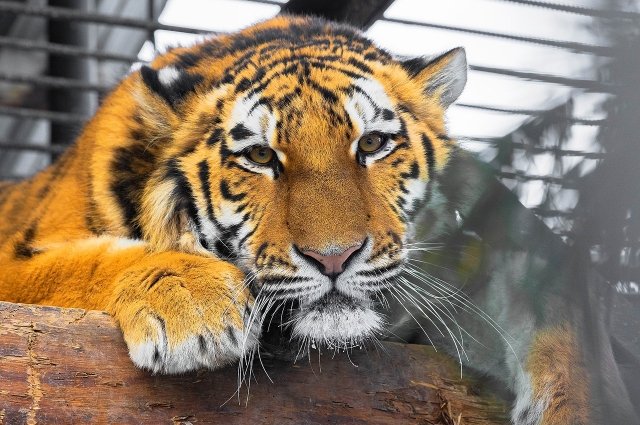 Охотника из Хабаровского края обвинили в гибели тигра