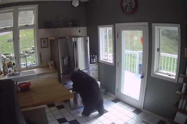 В США медведь пробрался в дом женщины и украл курицу
