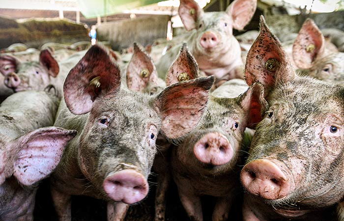 Россельхознадзор согласовал ветсертификат на экспорт свинины в Китай