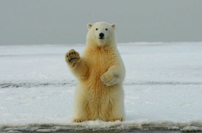 В 2023 году Арктику посетили более миллиона туристов