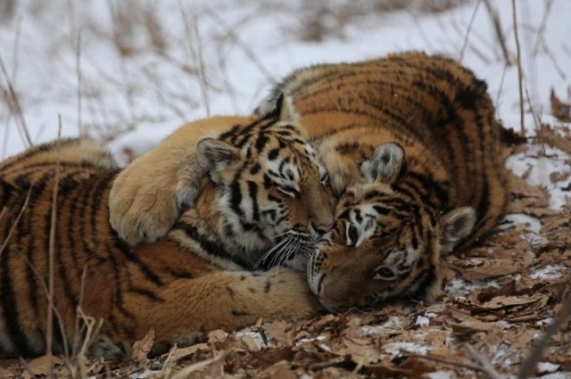 SHOT: в Приморье застрелили и расчленили краснокнижного амурского тигра
