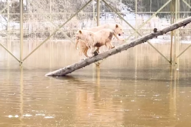 В Московской области затопило парк львов «Земля прайда» из-за разлива реки