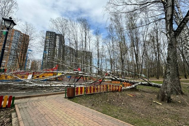 В Подмосковье дерево упало на девочку, игравшую на детской площадке