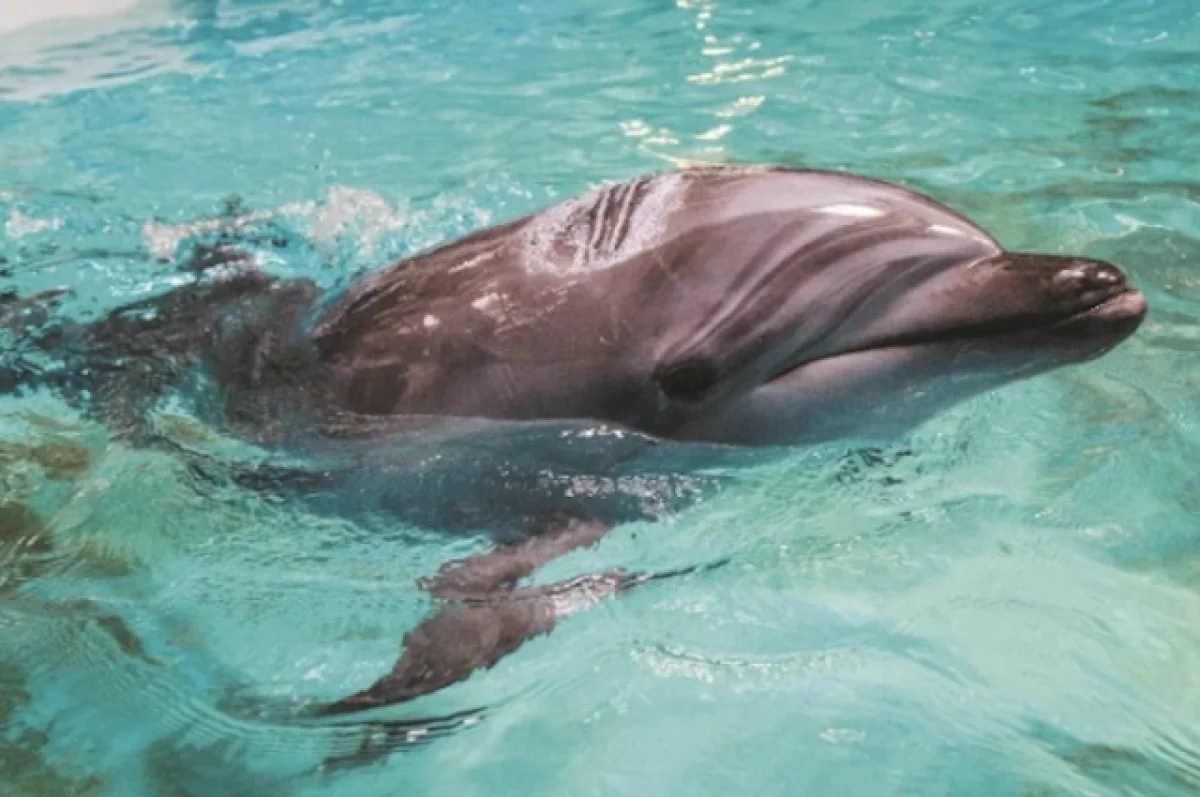 Свыше 200 дельфинов выбросило на берег в Крыму с начала года