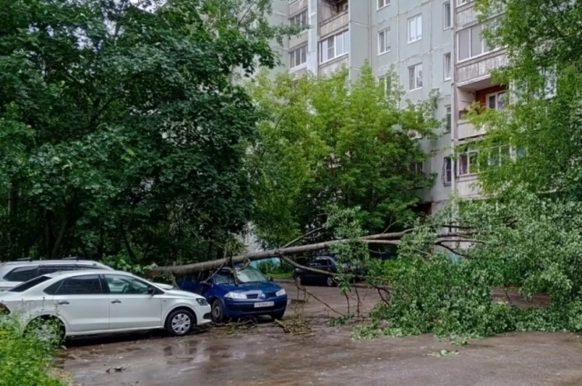 Эксперт Моржаретто объяснил, как получить выплату за упавшее на авто дерево