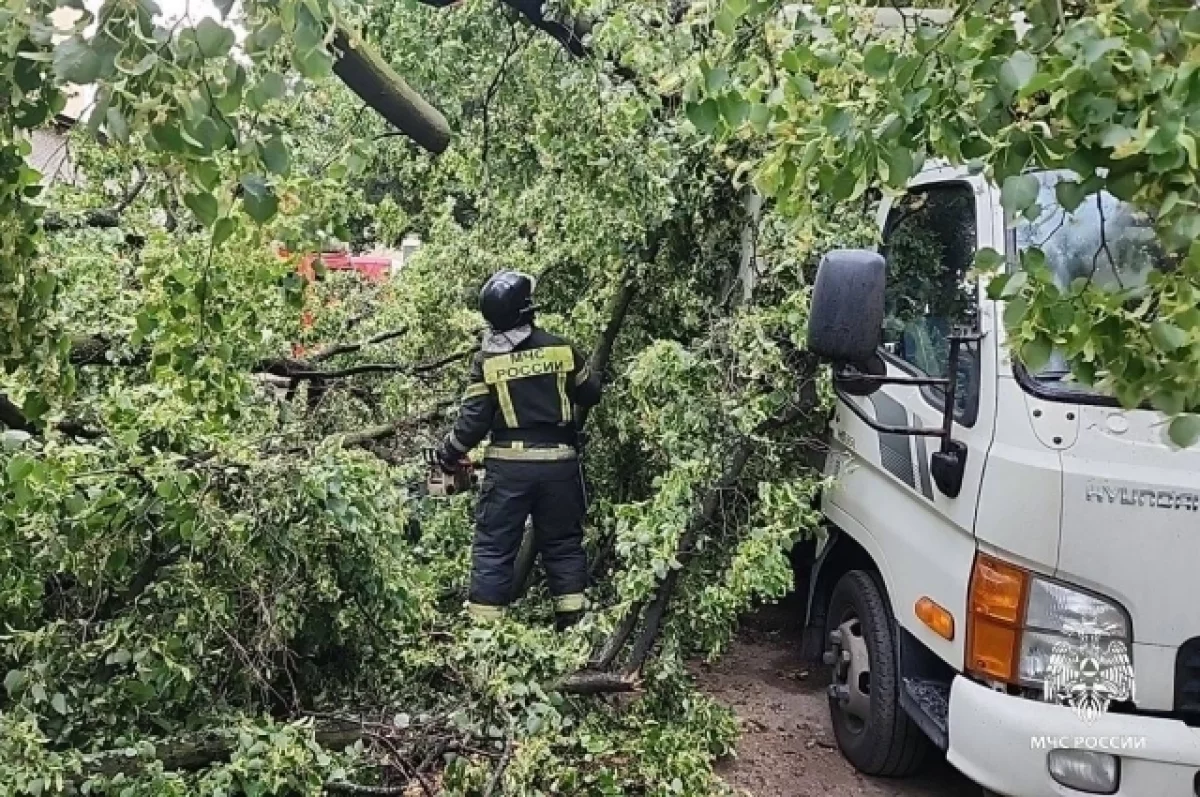 Женщина погибла при падении дерева во время урагана в Петербурге