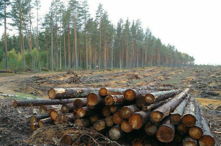 Для черных лесорубов поднимут штрафы