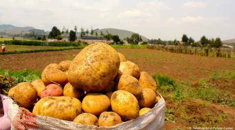 Любовь к картошке вопреки российским санкциям